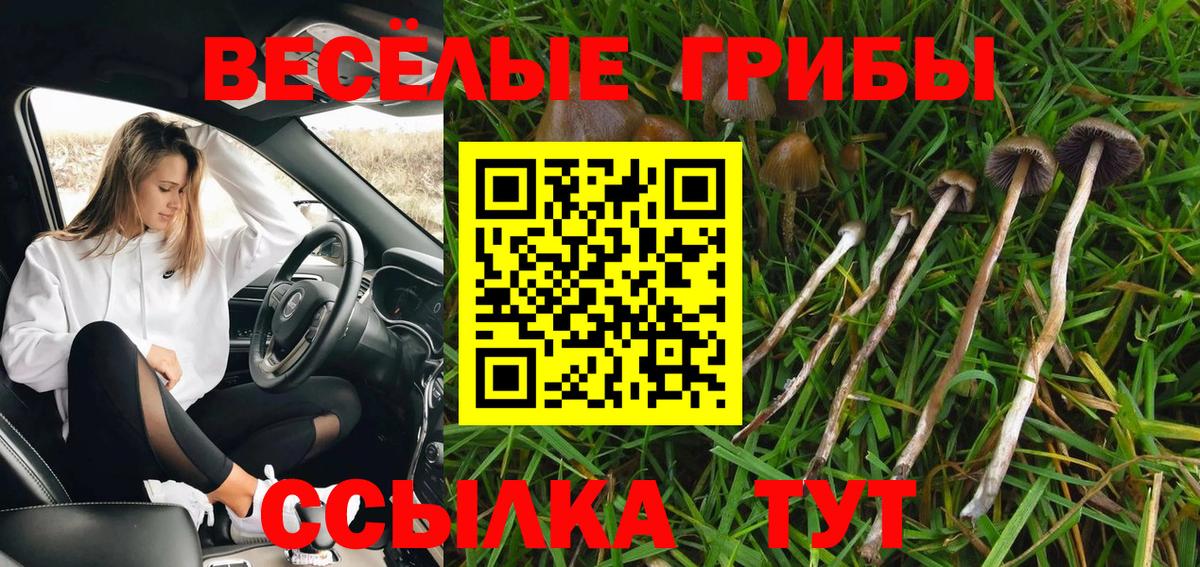 Лыткарино  Псилоцибиновые грибы Cubensis  Вход с VPN 